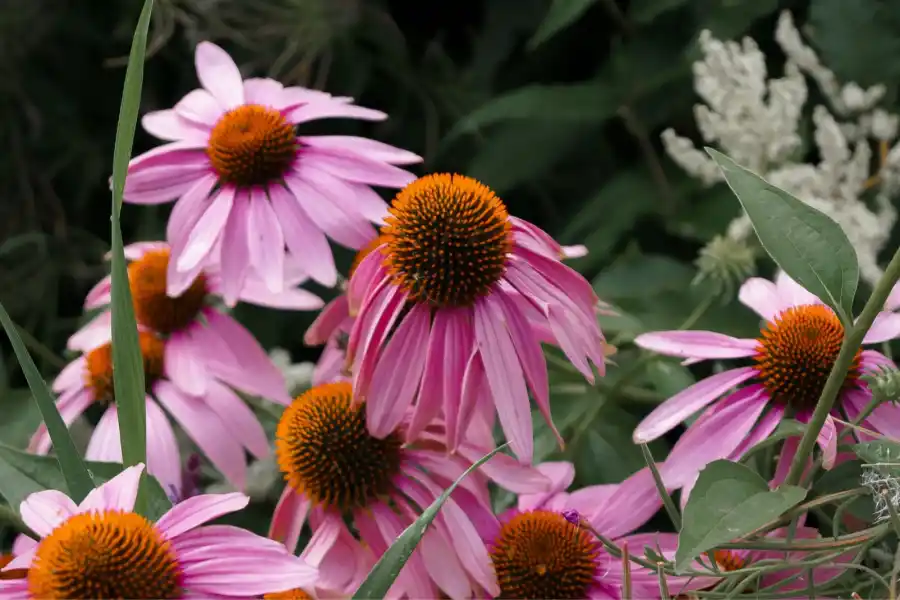 La equinácea, una planta exótica y compatible con nuestra salud. 