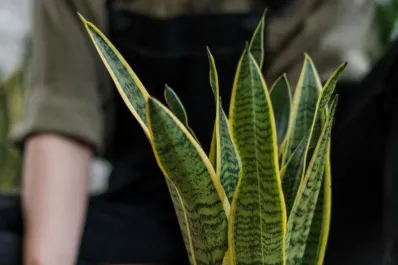 ¿Por qué deberías tener una lengua de suegra en tu hogar? Conocé sus beneficios