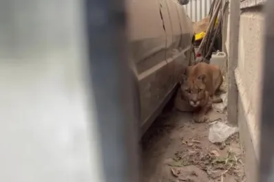 Una mujer salió al patio de su casa y se encontró con un puma