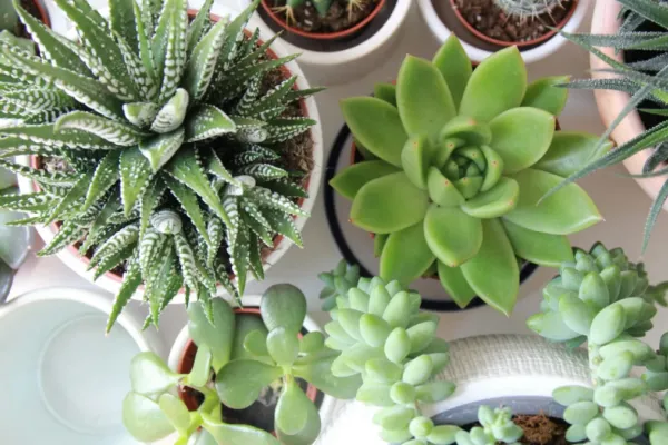 Cómo usar harina para que tus suculentas y cactus crezcan sanos y fuertes