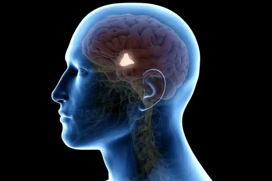 El hipotálamo, el encargado de regular nuestra temperatura. 