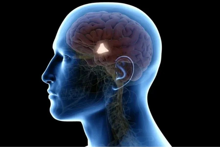 El hipotálamo, el encargado de regular nuestra temperatura. 