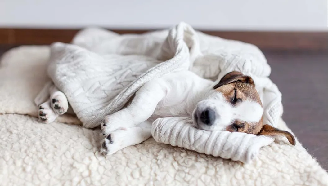 ¿Debemos tapar a nuestros perros cuando duermen?