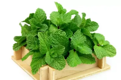 Hierbas curativas: soluciones naturales para los síntomas de la gripe y el resfriado