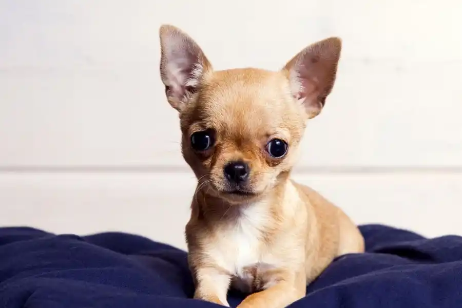 Los chihuahuas sufren más el frío. 