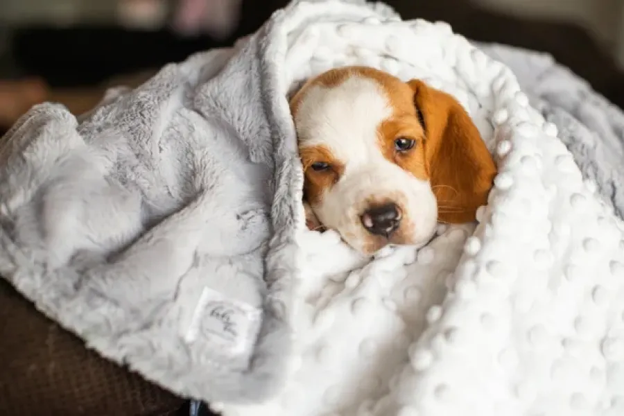 Si tu perrito tiembla o tiene escalofríos, no dudes en taparlos. 