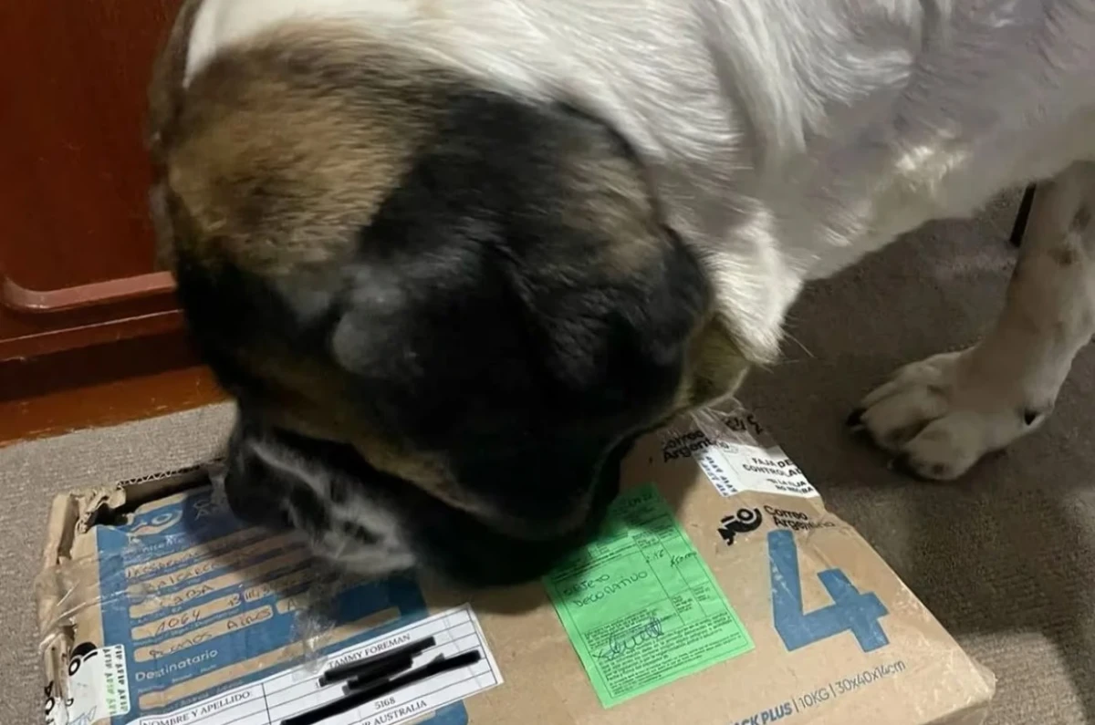 Milei es seguidor de un perro que vive en Australia y se parece a Conan: el regalo que les envió a sus dueños