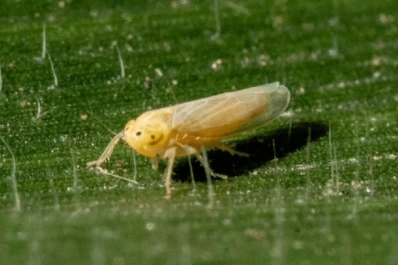 Dalbulus maidis: un trabajo regional