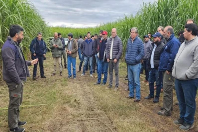 En Famaillá mostraron las variedades de caña de azúcar desarrolladas por el INTA