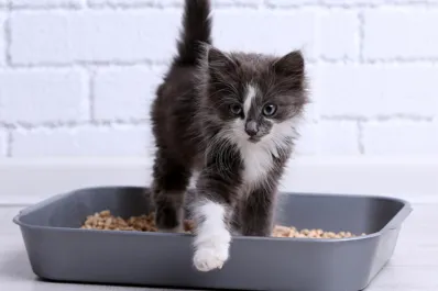 Conocé la alternativa económica para llenar la caja de los gatos y sustituir las piedras