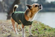 Cómo controlar los ladridos de tu perro: el método que recomiendan los entrenadores caninos