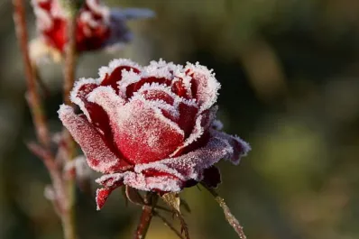 Cómo proteger tus plantas de las heladas: claves para evitar que se dañen en invierno