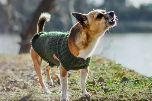 ¿Por qué los perros les ladran solo a algunas personas?