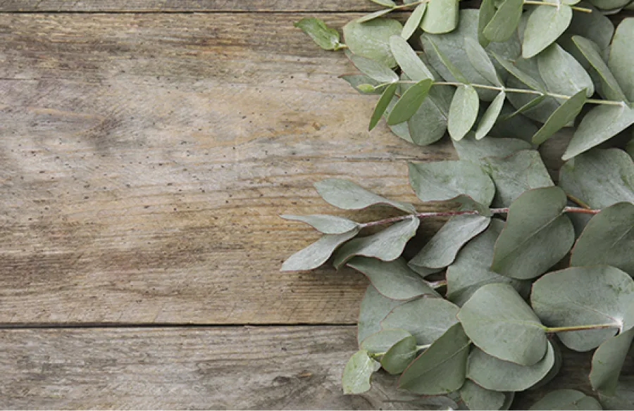 Hojas de eucalipto.