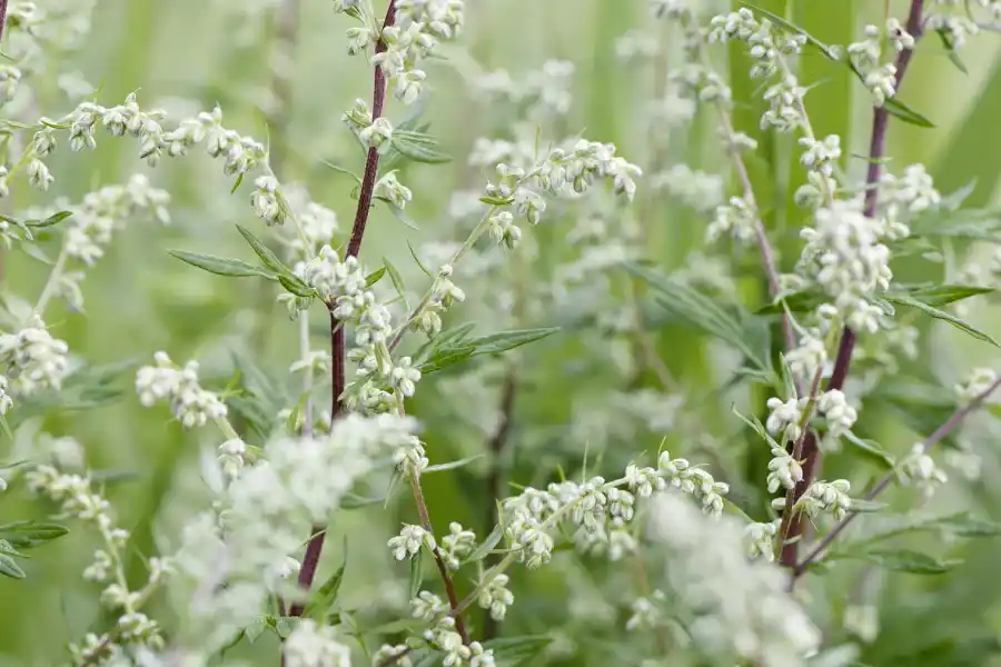 Artemisa, la planta de los miles de beneficios. 