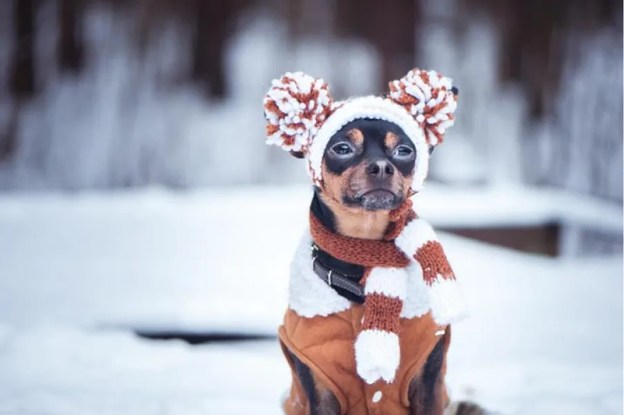 Perros en el frío: ¿necesitan abrigo? 