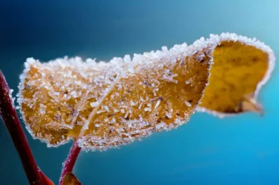¿Qué tenés que hacer si se helaron tus plantas?