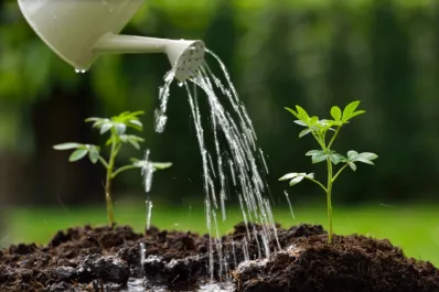 Este es el horario en el que no debés regar tus plantas si querés protegerlas del frio