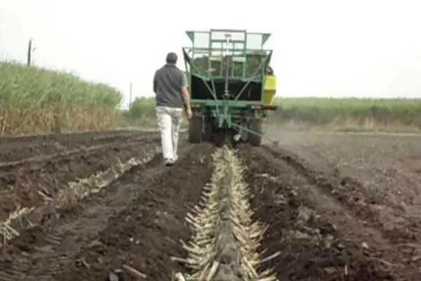 Desarrollaron aspectos operacionales de la plantación de la caña de azúcar en una actividad