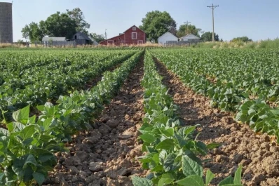 Poroto: en general, la condición en la provincia es mala