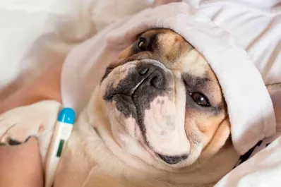 ¿Cuáles son las enfermedades más comunes en los perros?