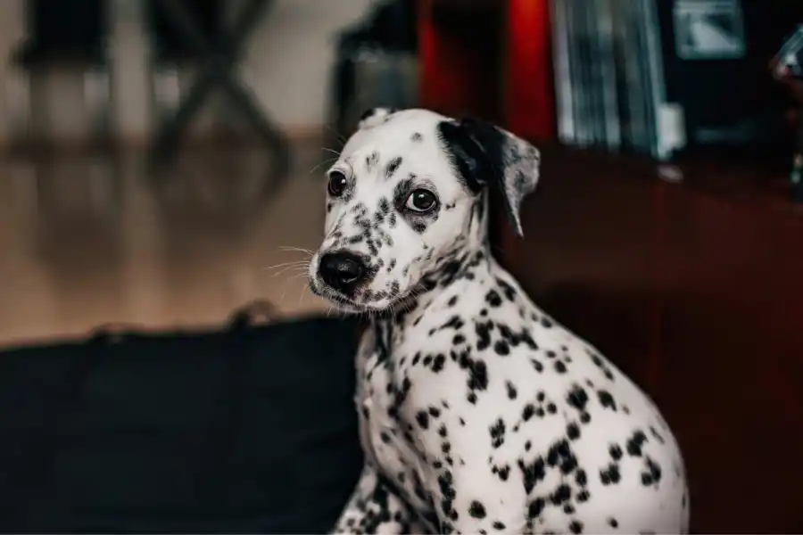 Los dálmatas son más propensos a desarrollar sordera. 