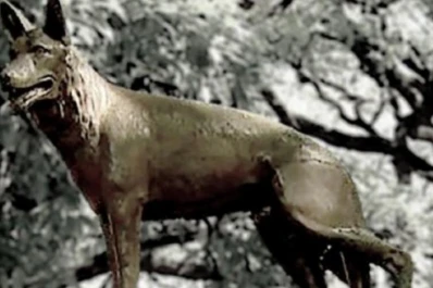 Hoy es el Día del Perro en homenaje a un can heroico: quién fue Chonino