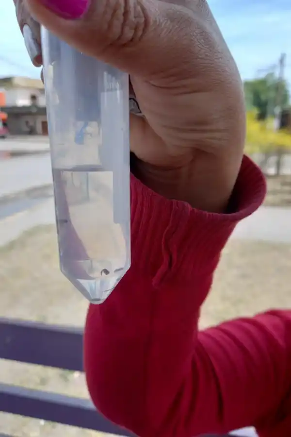 ANÁLISIS. Deberán relevar los sitios donde se encuentran las larvas del mosquito.