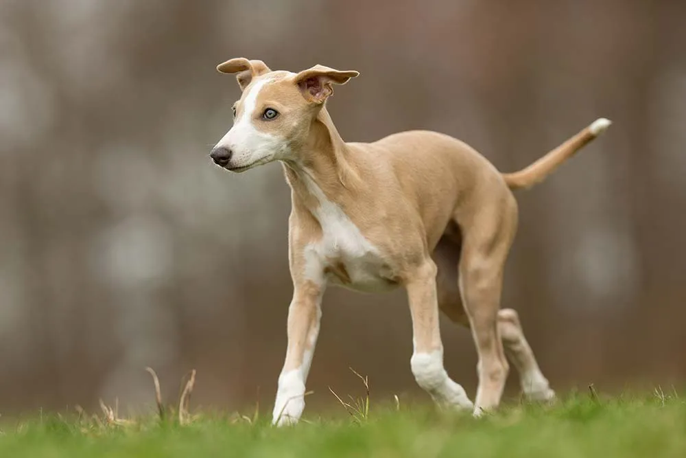Los galgos son también muy sensibles al frío.