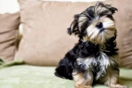 Estas son las cinco razas de perro que más sufren el frío
