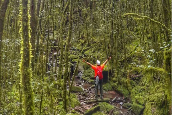 El Día del Ambiente será honrado con una nueva carrera para la sustentabilidad