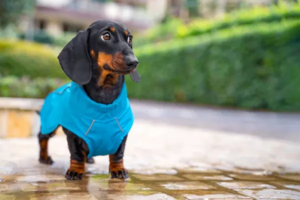 ¿Cuáles son las razas de perro que más sufren el frío?