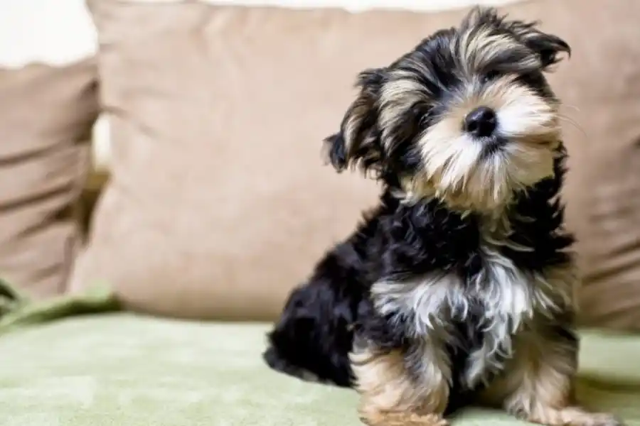 Los Yorkshire son una de las razas que más sufren el frío.