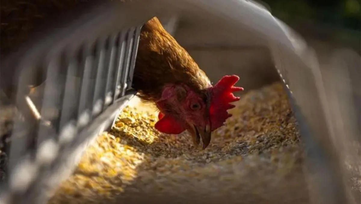 México desmintió un reporte de la OMS y negó la muerte de un hombre por gripe aviar