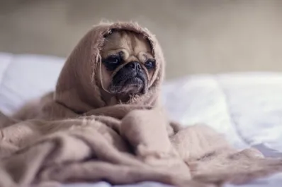 ¿Cuánto frío puede soportar tu perro? Consejos para cuidarlo en invierno