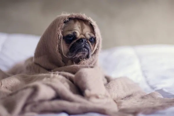 Cuidado de mascotas: ¿cuánto frío puede soportar tu perro?