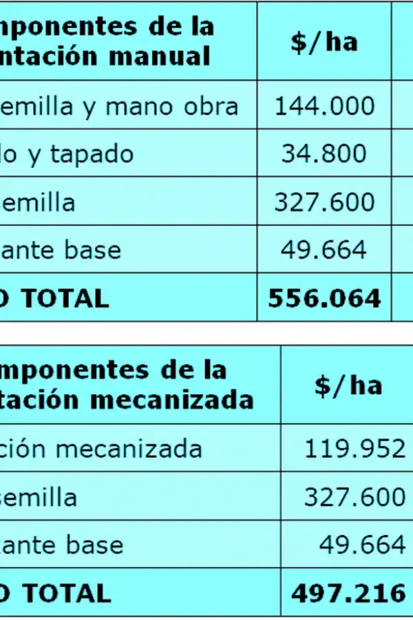 Caña de azúcar: producir una hectárea con plantación manual costó casi $ 238.000