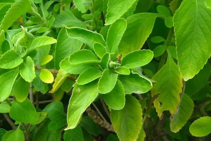 El boldo, la planta que contrarresta la retención de líquidos.
