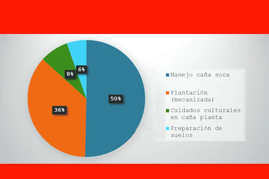 Caña de azúcar: producir una hectárea con plantación manual costó casi $ 238.000