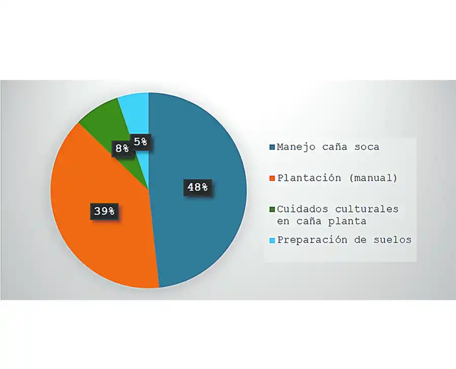 Caña de azúcar: producir una hectárea con plantación manual costó casi $ 238.000