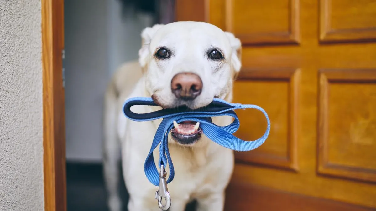 Luego de los paseos podemos darles de comer.