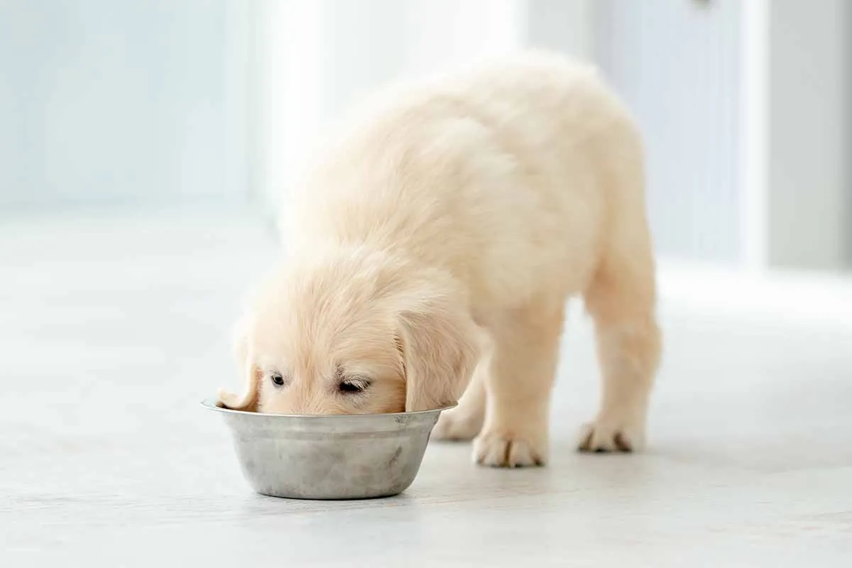 ¿Cuándo debemos alimentar a nuestras mascotas?