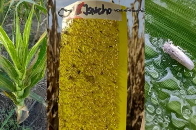 Instalarán trampas cromáticas adhesivas para la “chicharrita”