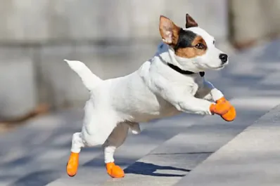 ¿Los perros deben usar zapatos para protegerse del frío?