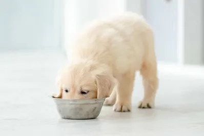 La hora de comer de las mascotas: ¿en qué horarios debemos alimentarlas?