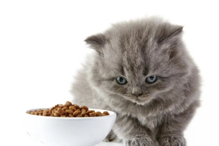 Los gatos deben comer por a mañana y la tarde/noche