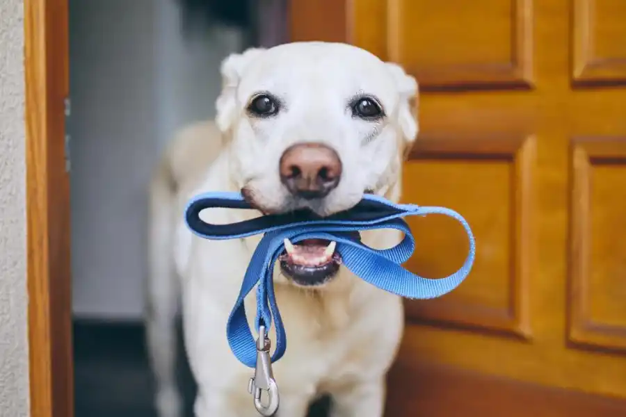 Luego de los paseos podemos darles de comer.