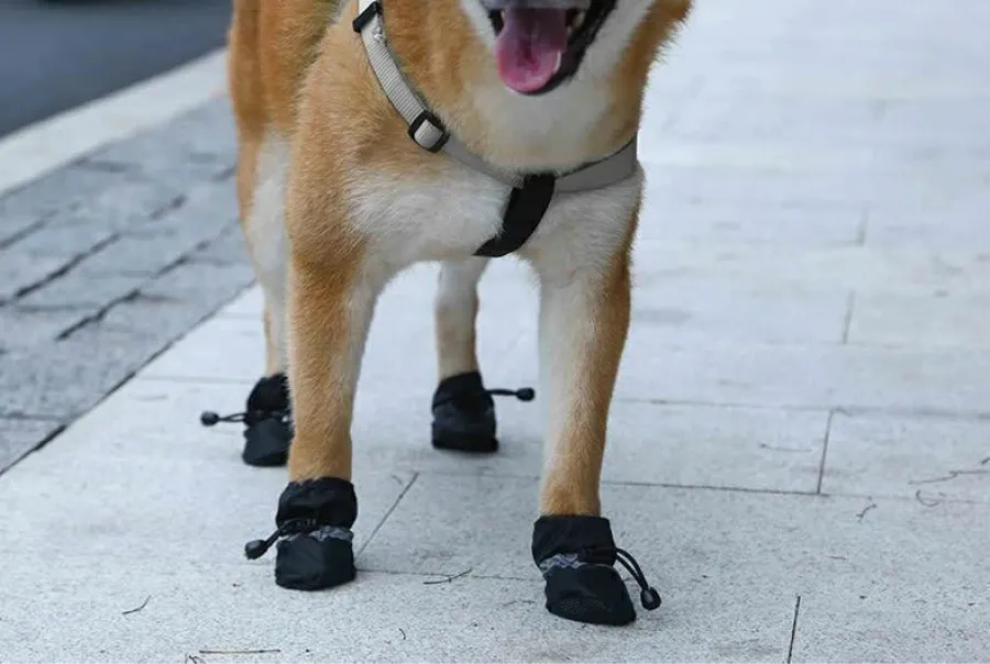 Si sus almohadillas están dañadas, lo mejor es ponerle botitas.