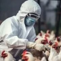 Detectan el primer caso en Europa de gripe aviar A en humanos: piden calma, pero advierten que requiere seguimiento
