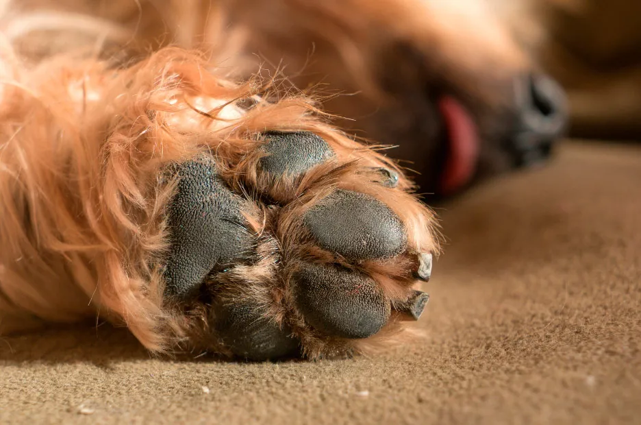 Las almohadillas protegen a los perros del frío y los distintos terrenos.